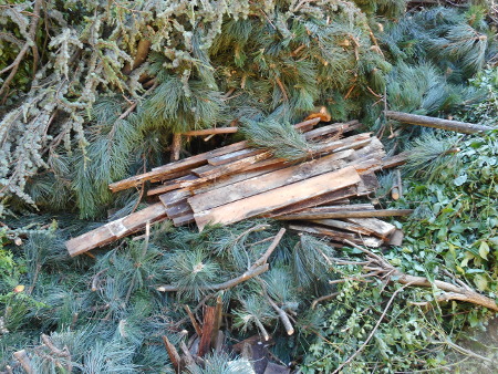 aa_Baum-_und_Strauchschnitt1.JPG